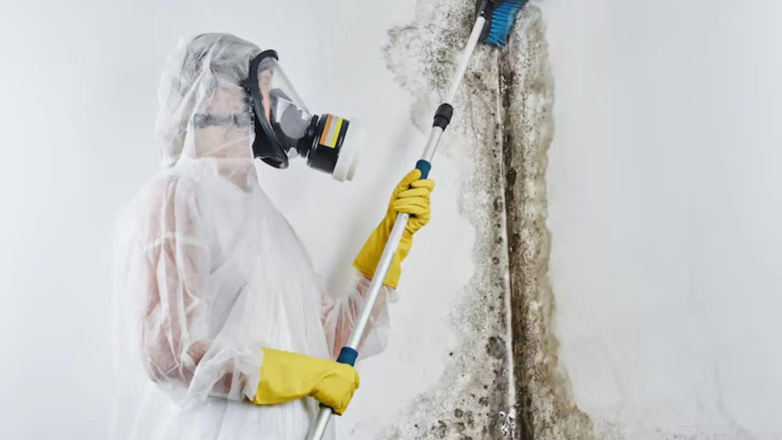 Worker in a respirator and protective suit treating a moldy wall with a pole tool